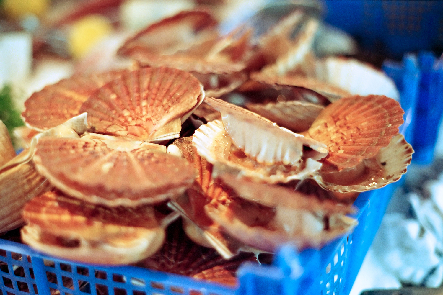 Barquette de coquilles Saint-Jacques