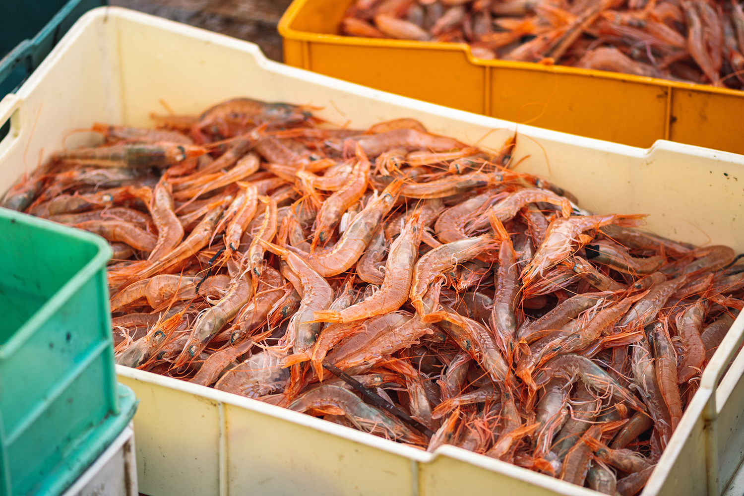 Bacs de pêche avec des crustacés