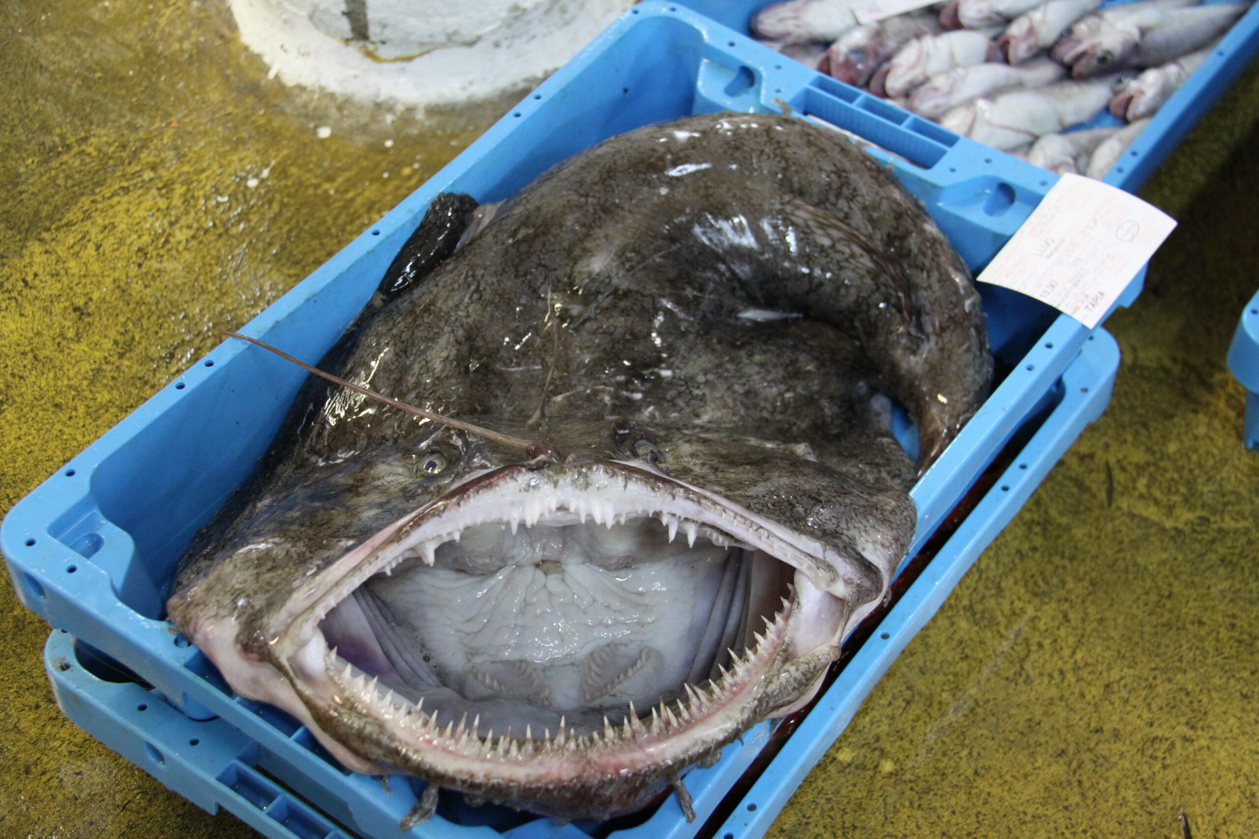 La lotte, un trésor de la mer