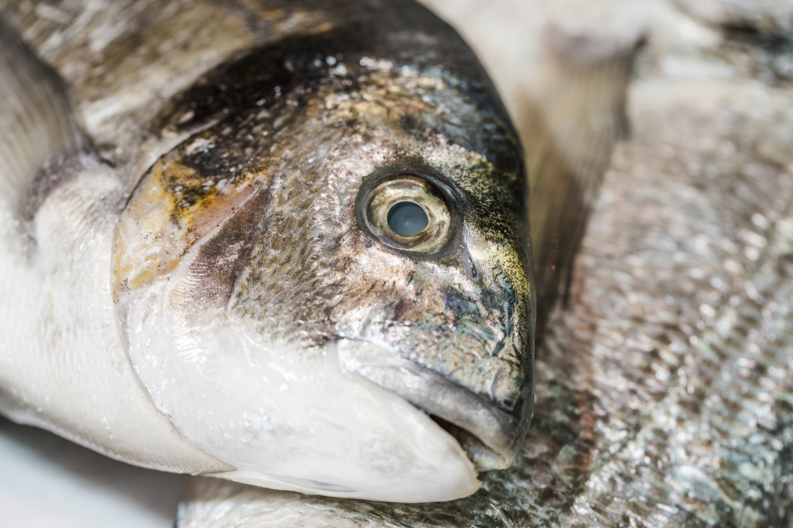 Le macro, un poisson de carême