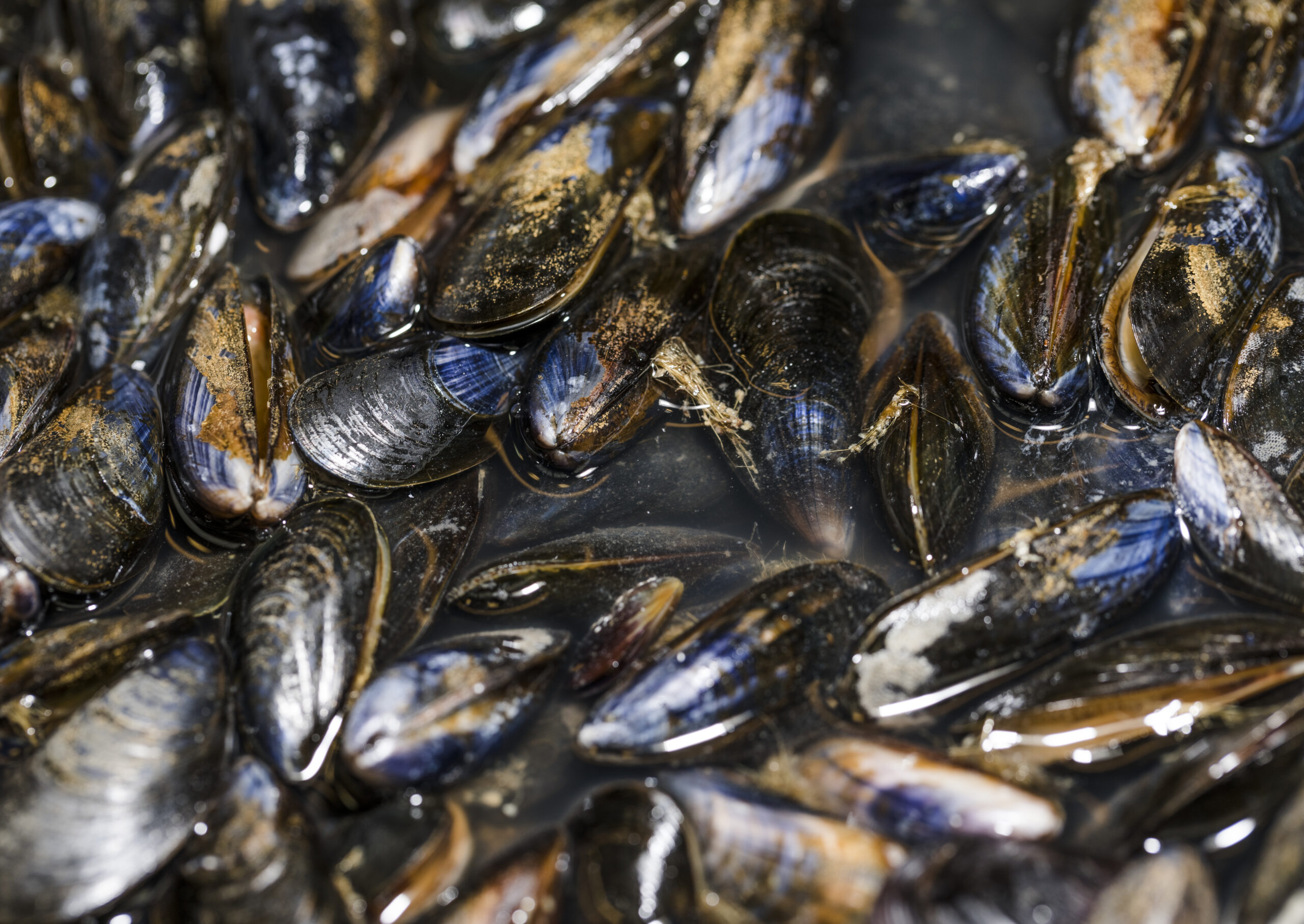 La pêche eco responsable des moules